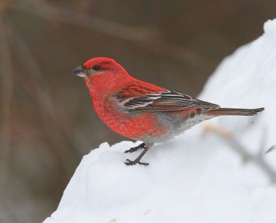 Haakbek - Pine Grosbreak