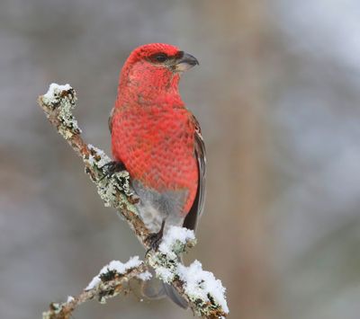 Haakbek - Pine Grosbreak