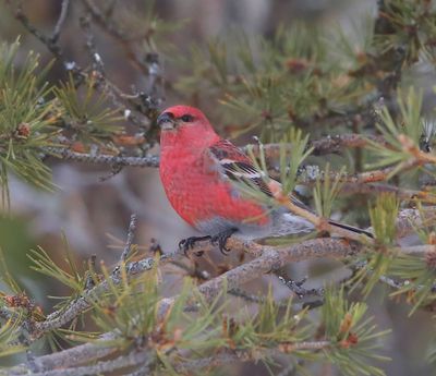 Haakbek - Pine Grosbreak