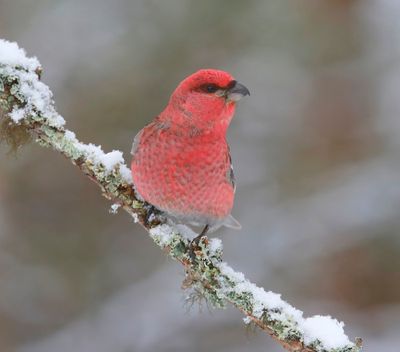 Haakbek - Pine Grosbreak