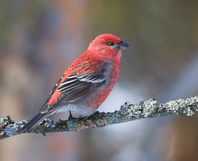 Haakbek - Pine Grosbreak