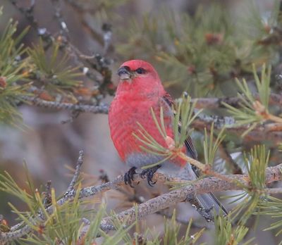 Haakbek - Pine Grosbreak