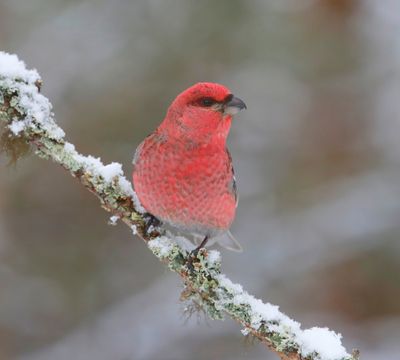 Haakbek - Pine Grosbreak