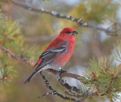 Haakbek - Pine Grosbreak