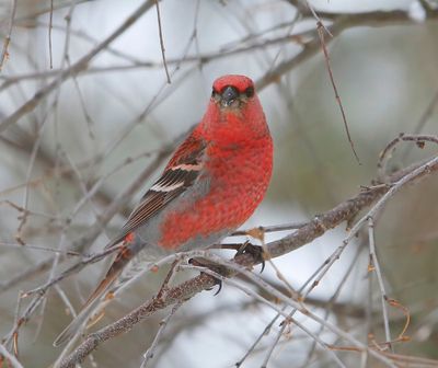 Haakbek - Pine Grosbreak