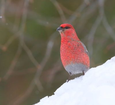 Haakbek - Pine Grosbreak