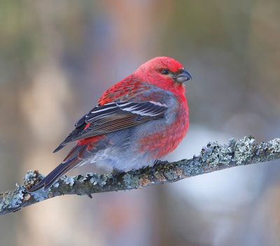 Haakbek - Pine Grosbreak