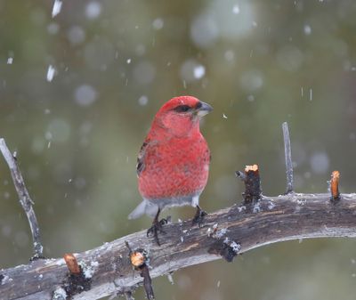 Haakbek - Pine Grosbreak