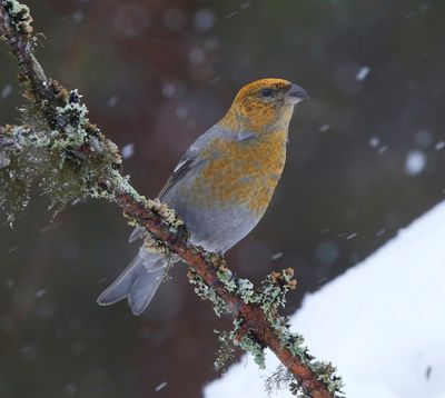 Haakbek - Pine Grosbreak