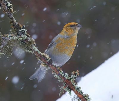 Haakbek - Pine Grosbreak