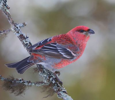 Haakbek - Pine Grosbreak