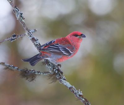 Haakbek - Pine Grosbreak