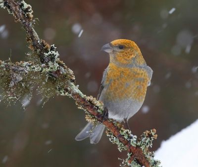 Haakbek - Pine Grosbreak