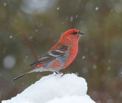 Haakbek - Pine Grosbreak