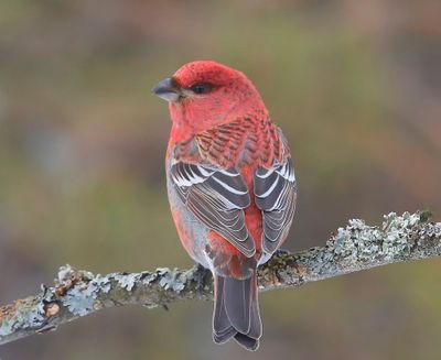 Haakbek - Pine Grosbreak