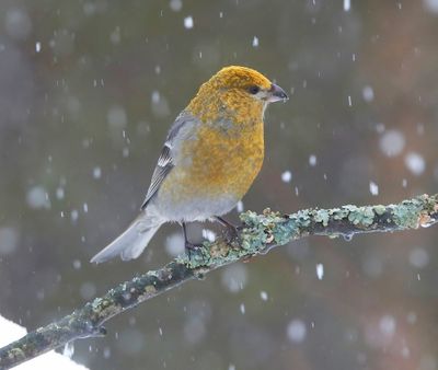 Haakbek - Pine Grosbreak