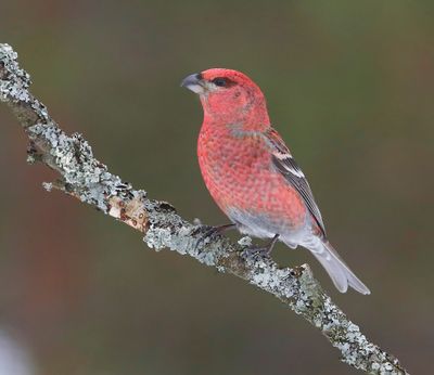 Haakbek - Pine Grosbreak