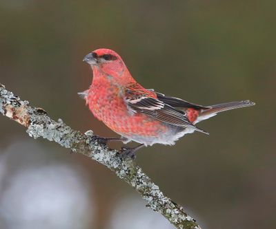 Haakbek - Pine Grosbreak