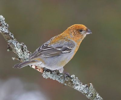 Haakbek - Pine Grosbreak