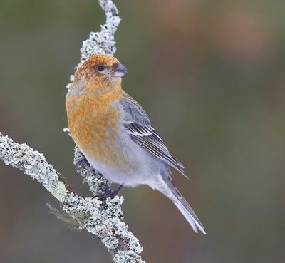 Haakbek - Pine Grosbreak