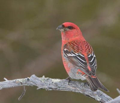 Haakbek - Pine Grosbreak