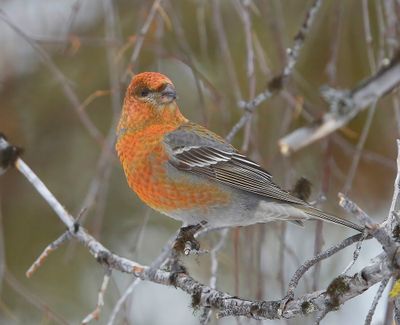 Haakbek - Pine Grosbreak