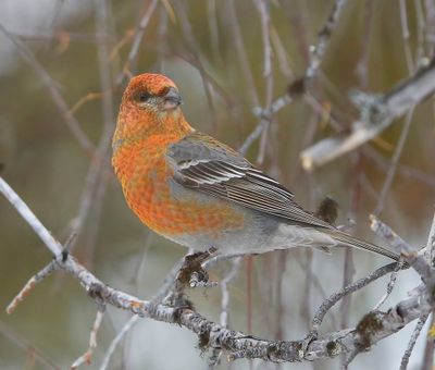 Haakbek - Pine Grosbreak