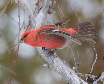 Haakbek - Pine Grosbreak