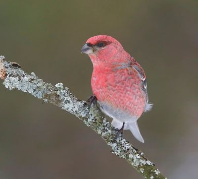 Haakbek - Pine Grosbreak
