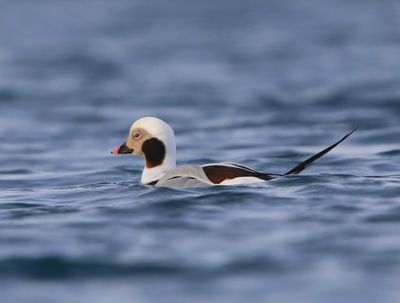 IJseend - Long-tailed Duck