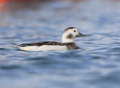 IJseend - Long-tailed Duck