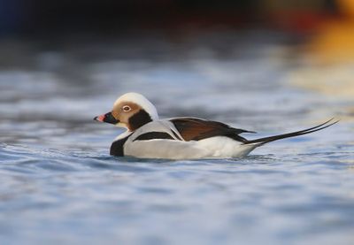 IJseend - Long-tailed Duck