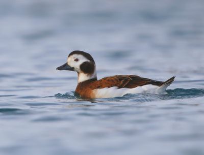 IJseend - Long-tailed Duck