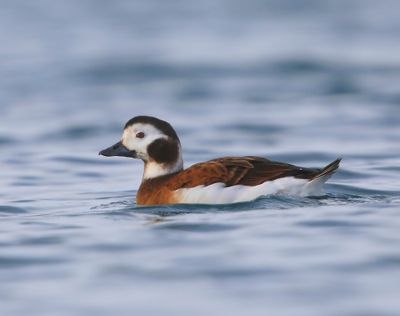 IJseend - Long-tailed Duck
