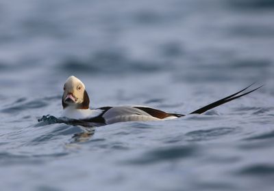 IJseend - Long-tailed Duck
