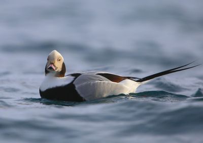 IJseend - Long-tailed Duck