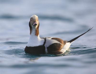 IJseend - Long-tailed Duck