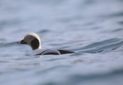 IJseend - Long-tailed Duck