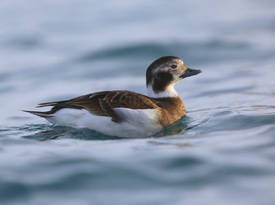 IJseend - Long-tailed Duck