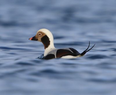 IJseend - Long-tailed Duck