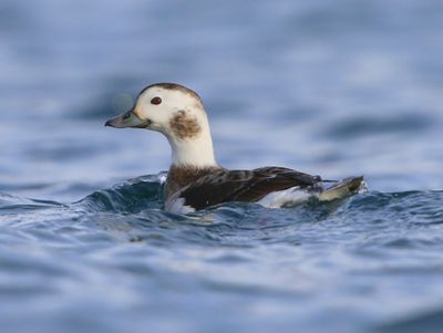 IJseend - Long-tailed Duck