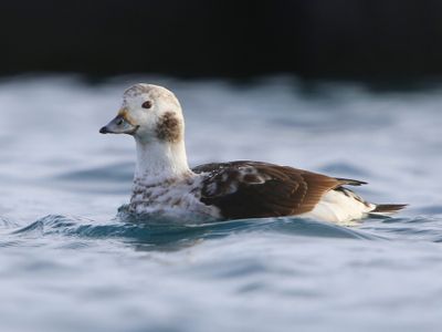 IJseend - Long-tailed Duck