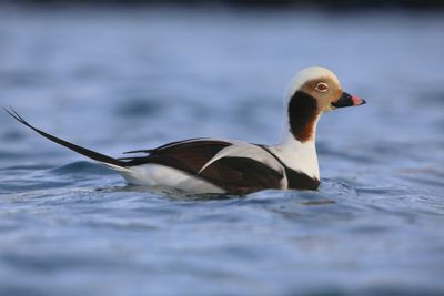 IJseend - Long-tailed Duck