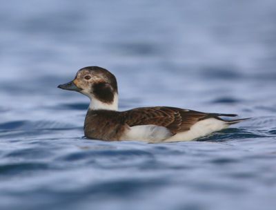 IJseend - Long-tailed Duck