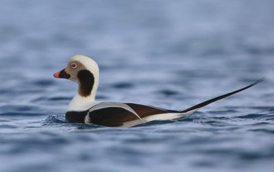 IJseend - Long-tailed Duck