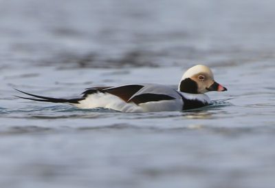 IJseend - Long-tailed Duck