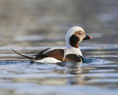 IJseend - Long-tailed Duck