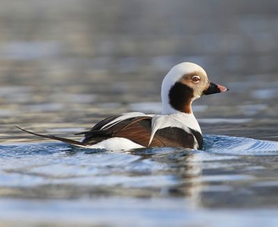 IJseend - Long-tailed Duck