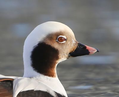 IJseend - Long-tailed Duck