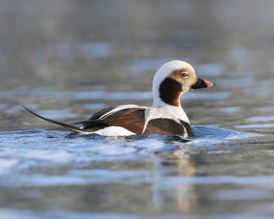 IJseend - Long-tailed Duck